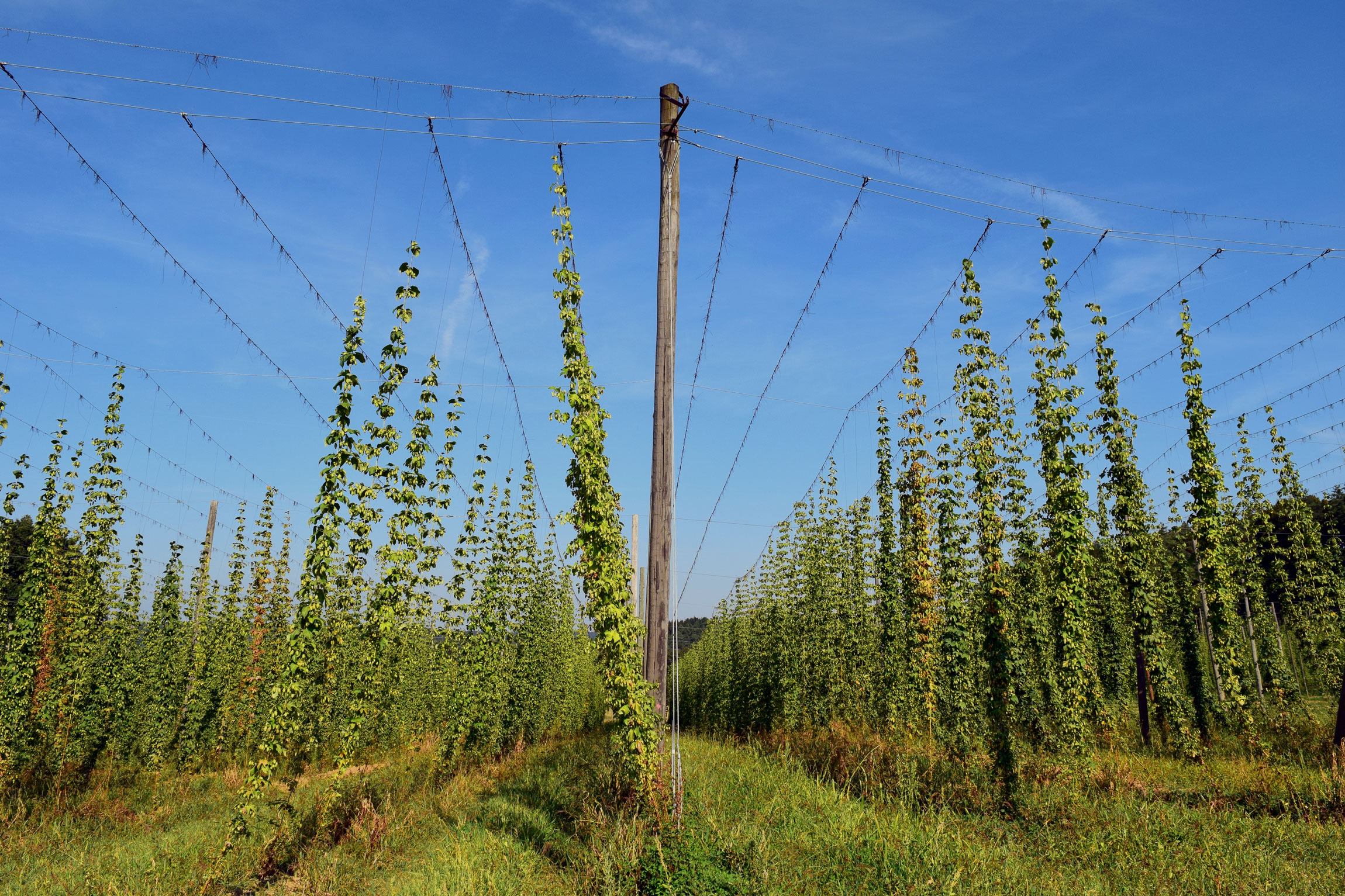 Houblon Nugget d'Alsace pour la bière